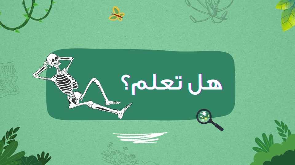 يتكون الهيكل الهظمي